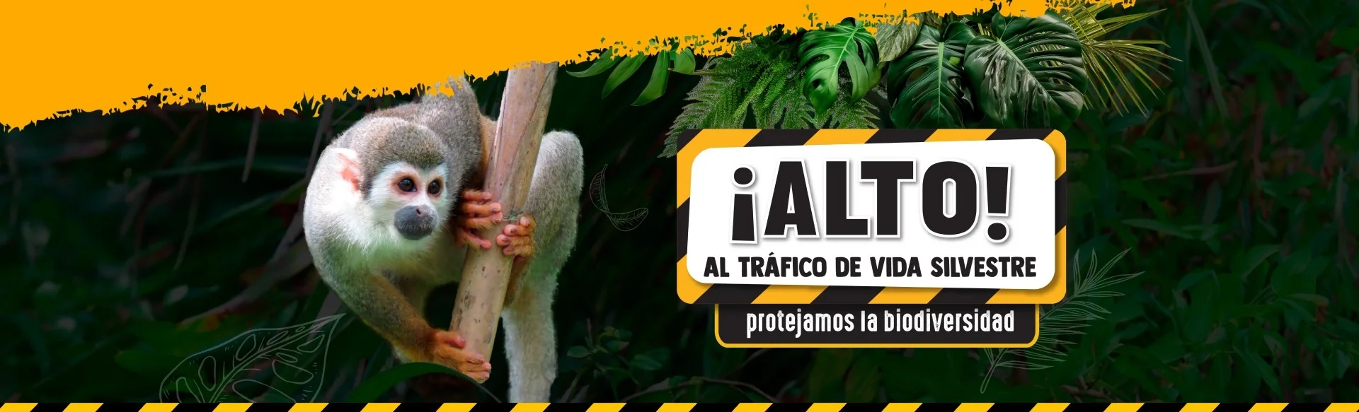 Alto al tráfico de vida silvestre