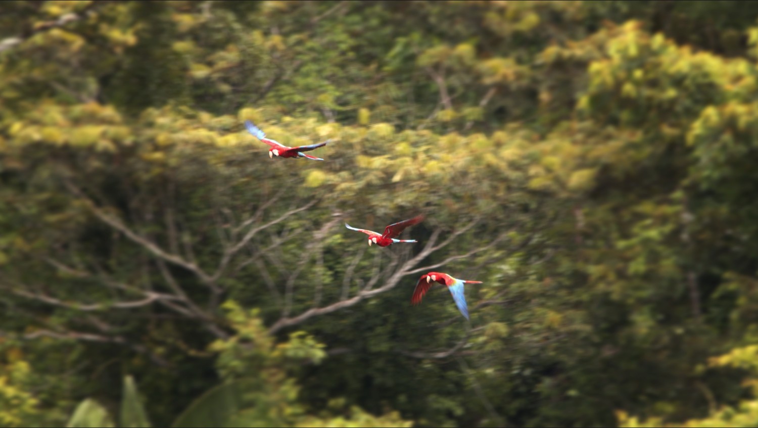 Portada técnicas forenses en la investigación del tráfico de fauna silvestre
