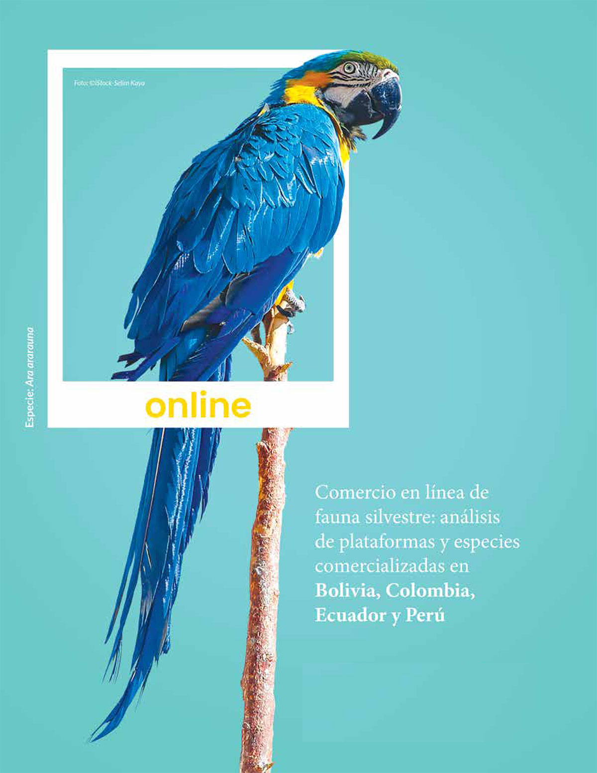 Portada comercio en línea de fauna silvestre